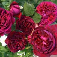 Роза английская Фальстаф